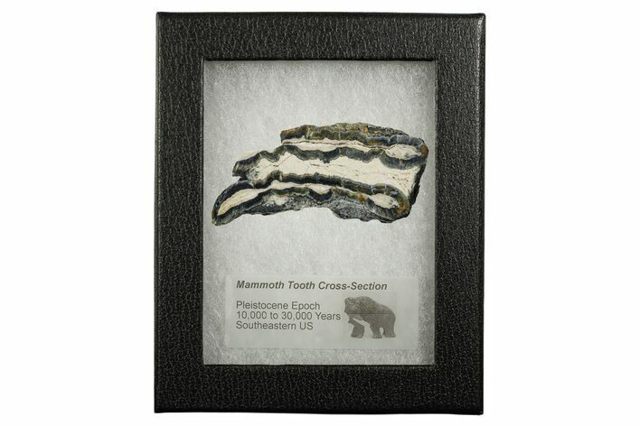 Mammoth Molar Slice With Case - South Carolina #349981